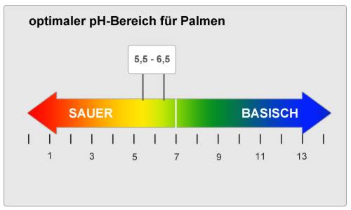 pH-Wert und Nährstoffaufnahme bei Palmen